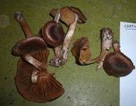 Klebriger Gürtelfuß, Foto 8