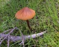 Klebriger Kahlkopf, Foto 6
