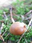 Klebriger Kahlkopf, Foto 7