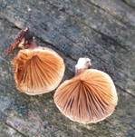 Klebriger Schleierseitling, Foto 20