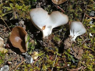 Kleine Becherlorchel, Foto 2
