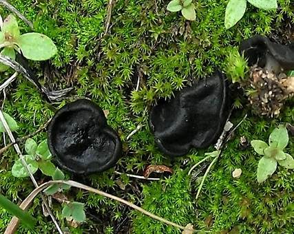 Kleine Lorchel, Foto 3