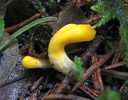 Kleine Schlauchkeule, Foto 2