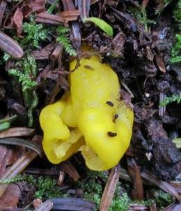 Kleine Schlauchkeule, Foto 7