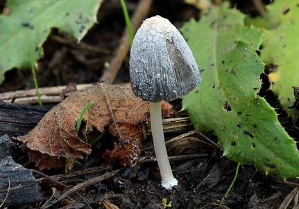 Kleiner Kohlentintling, Foto 5