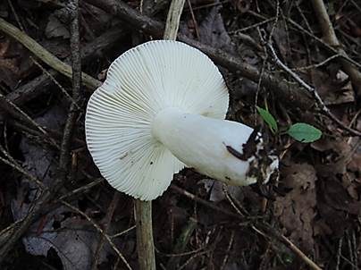 Kleiner Rosatäubling, Foto 3