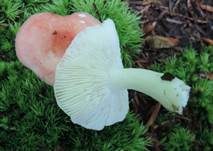 Kleiner Rosatäubling, Foto 12