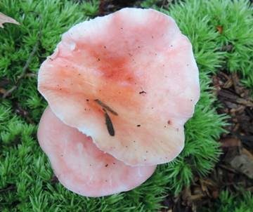 Kleiner Rosatäubling, Foto 4