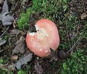 Kleiner Rosatäubling, Foto 7