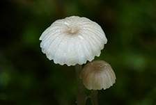 Kleiner Schleimfußhelmling, Foto 7
