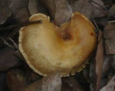 Kleiner Tellerling, Foto 3