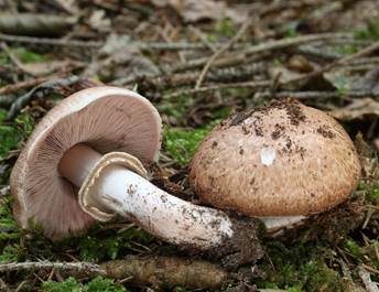Kleiner Wald-Champignon, Foto 2