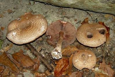 Kleiner Wald-Champignon, Foto 3