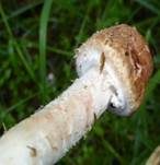 Kleiner Wald-Champignon, Foto 13