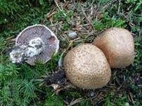 Kleiner Wald-Champignon, Foto 16