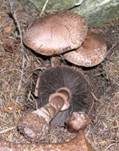 Kleiner Wald-Champignon, Foto 19