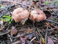 Kleiner Wald-Champignon, Foto 23