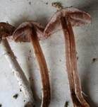 Kleiner Wald-Champignon, Foto 24