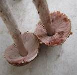 Kleiner Wald-Champignon, Foto 25
