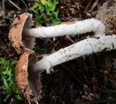 Kleiner Wald-Champignon, Foto 26