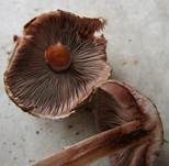 Kleiner Wald-Champignon, Foto 28