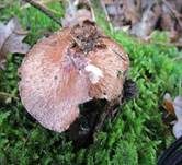 Kleiner Wald-Champignon, Foto 29