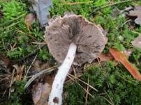 Kleiner Wald-Champignon, Foto 30