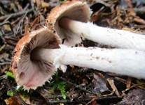 Kleiner Wald-Champignon, Foto 34