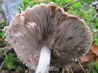Kleiner Wald-Champignon, Foto 36