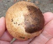 Kleiner Wald-Champignon, Foto 10