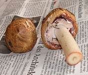 Kleiner Wald-Champignon, Foto 11