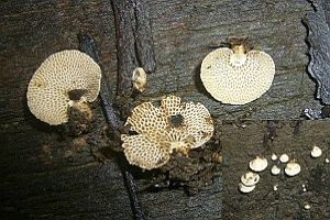 Kleiner Zwergknäueling, Foto 1
