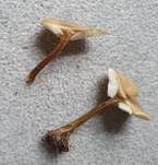 Kleinhütiger Weichritterling, Foto 6