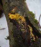 Kleinkelchiges Becherchen, Foto 11