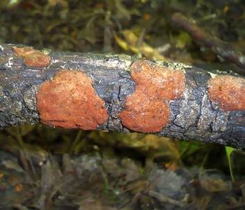 Kleinsporige Kohlenbeere, Foto 3