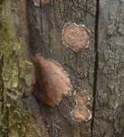 Kleinsporige Kohlenbeere, Foto 14
