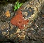 Kleinsporige Kohlenbeere, Foto 10
