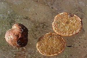 Kleinsporiger Schleimtrüffel, Foto 1