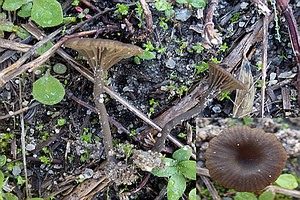 Kleinsporiger Adermoosling, Foto 1