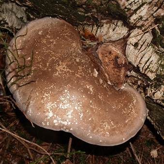 Birkenporling, Foto 2