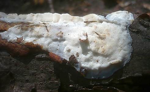 Kleinsporiger Knorpelporling, Foto 2