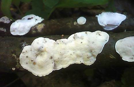 Kleinsporiger Knorpelporling, Foto 3