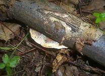 Kleinsporiger Knorpelporling, Foto 13