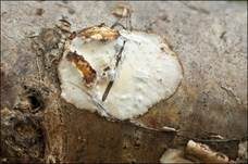 Kleinsporiger Knorpelporling, Foto 6