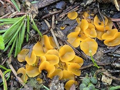 Kleinsporiger Orangebecherling, Foto 4