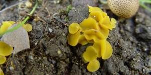 Kleinsporiger Orangebecherling, Foto 6