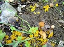 Kleinsporiger Orangebecherling, Foto 8