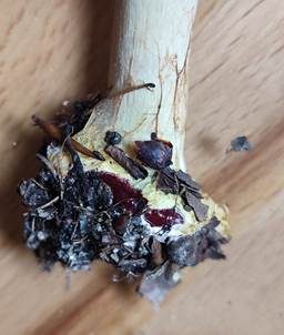 Kleinsporiger Pracht-Klumpfuß, Foto 7