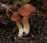 Kleinsporiger Risspilz, Foto 6