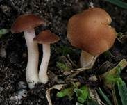 Kleinsporiger Risspilz, Foto 7
